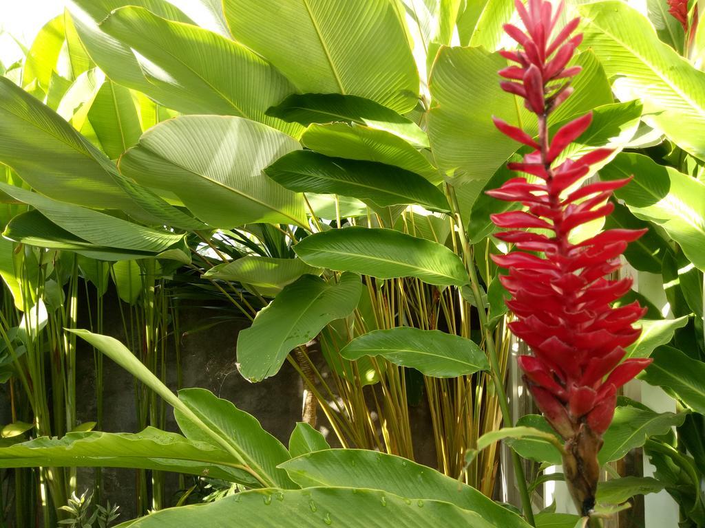 Villa Esa Ubud Екстериор снимка